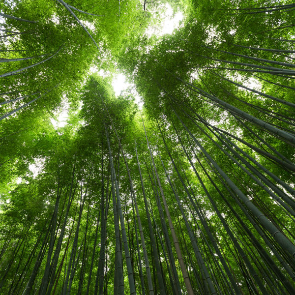 sustainability