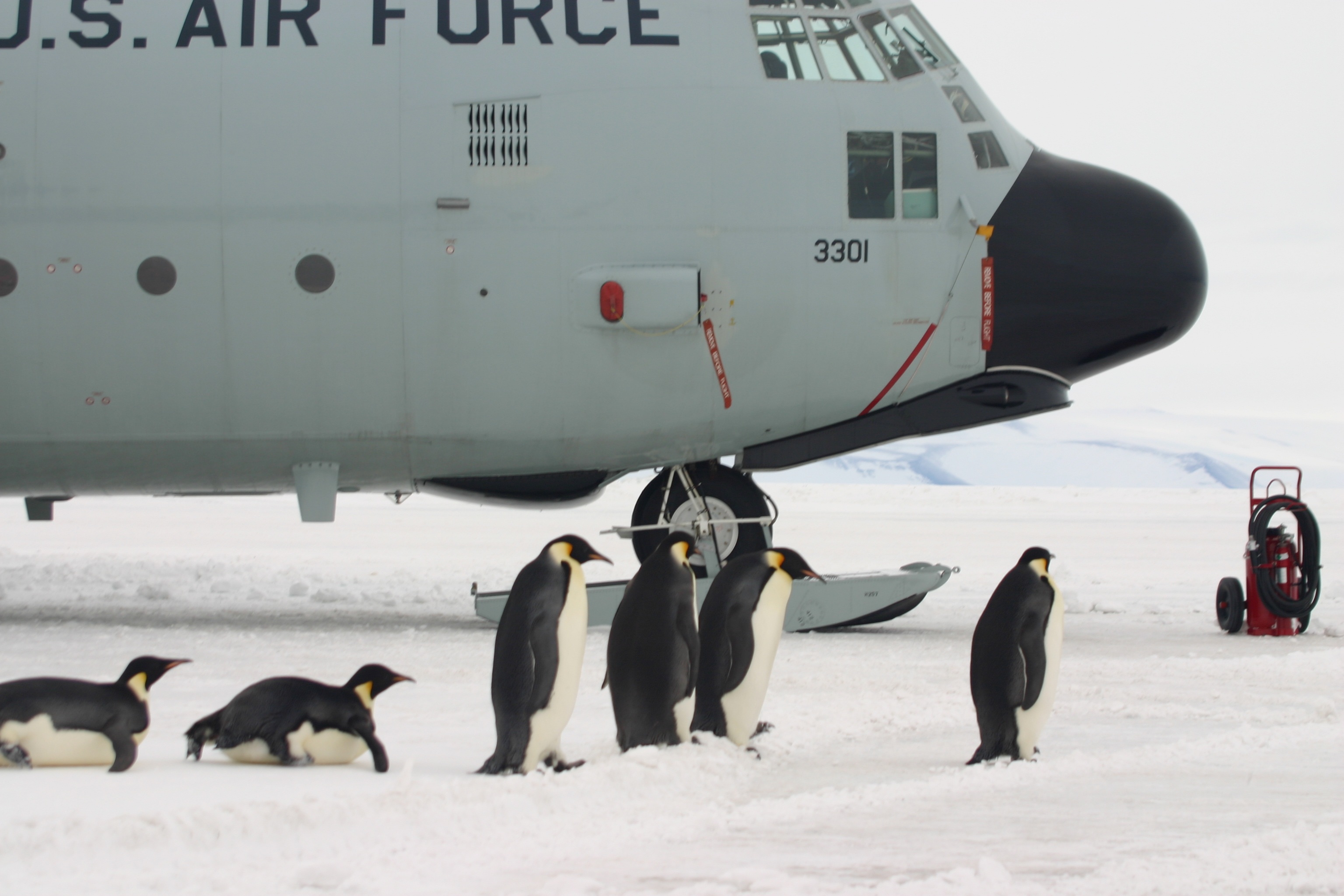 Penguins with U.S. air force cargo plane background.