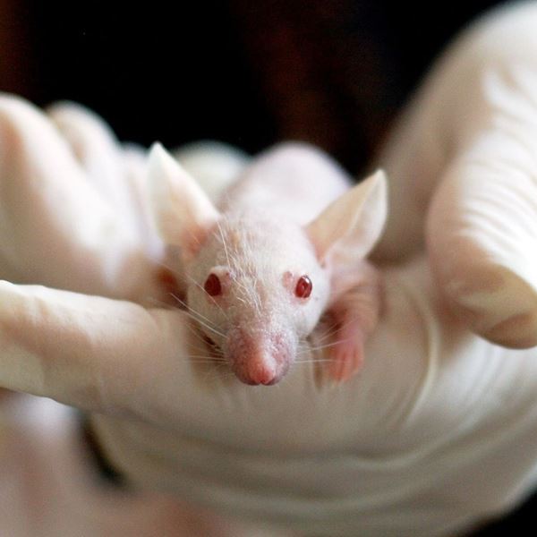 Experimetal mice on the researcher's hand.