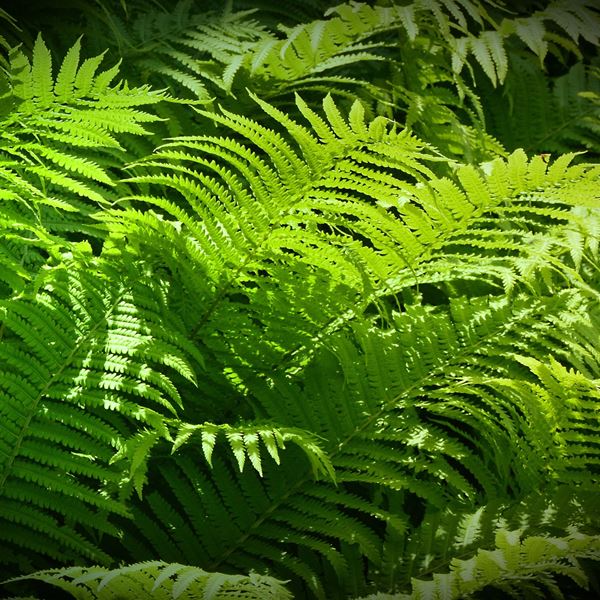 Green ferns, graphene composites can contribute to a greener future