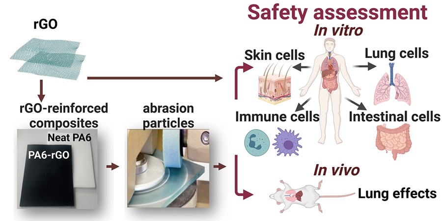 Graphene Flagship researchers analysed the effect of particles derived from polyamide reinforced with reduced graphene oxide on human cells and mice.