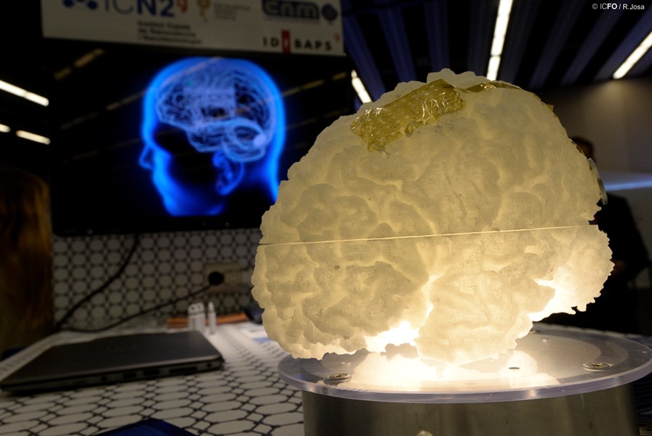 Model of a brain in a brain sensor demo