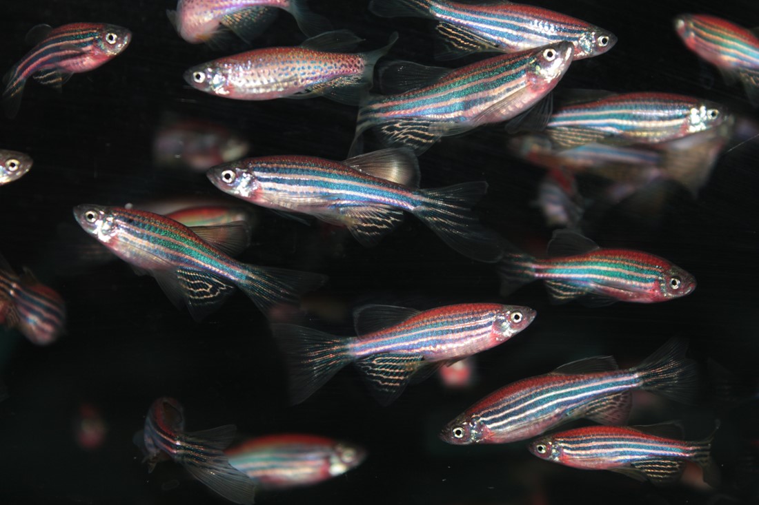 WP4 zebrafish