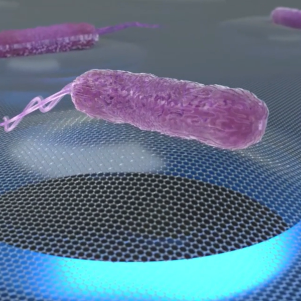 An artistic depiction of a single bacterium on a graphene membrane
