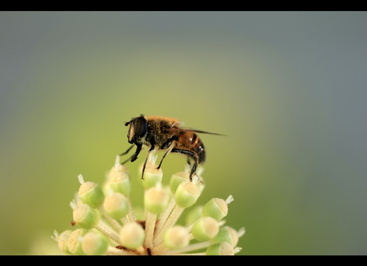 bee on a flower