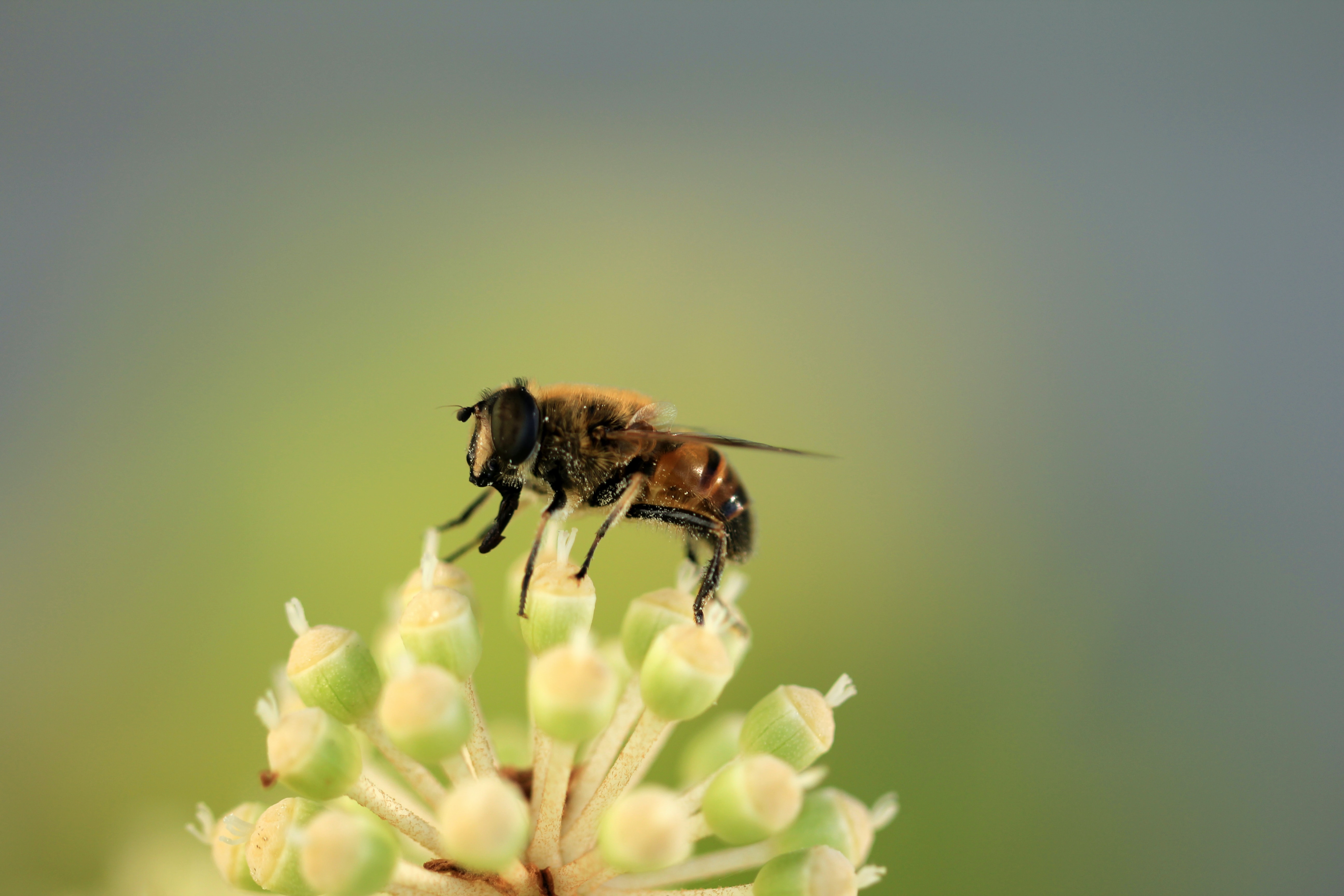 bee on a flower